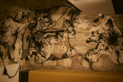 DSC7083